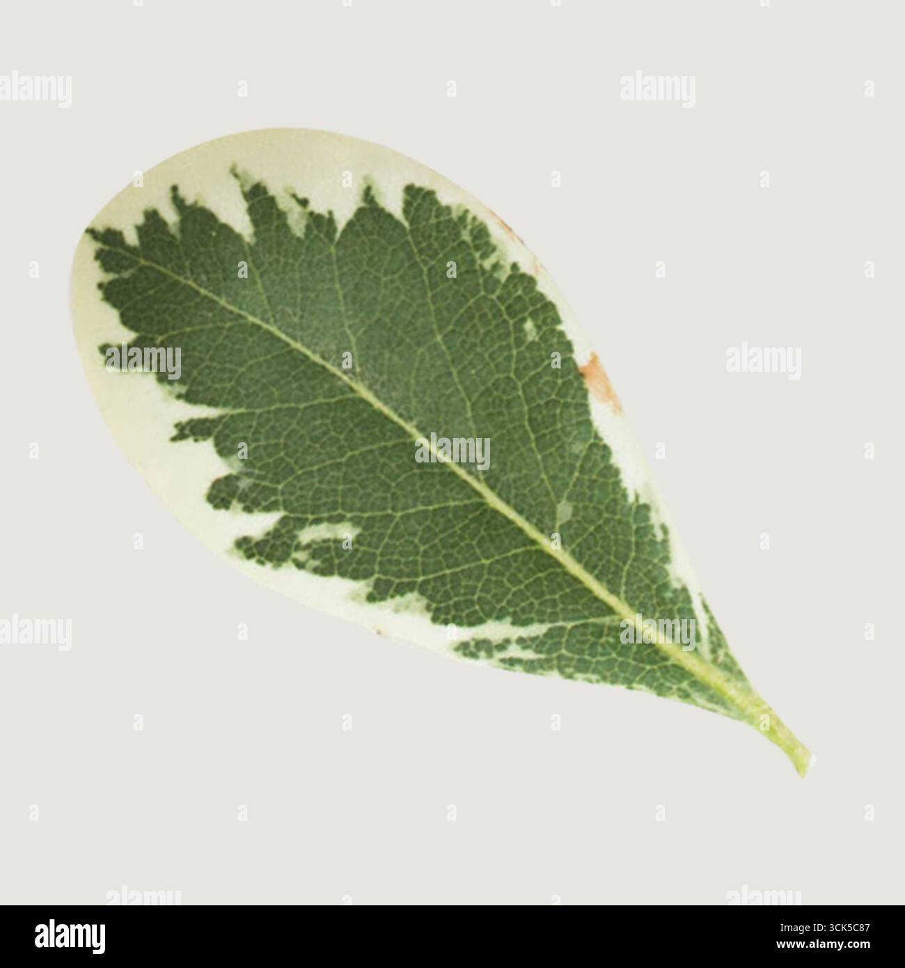 Una singola foglia verde con una forma e una consistenza distintive, che mostrano gli intricati motivi delle sue vene. Foto Stock