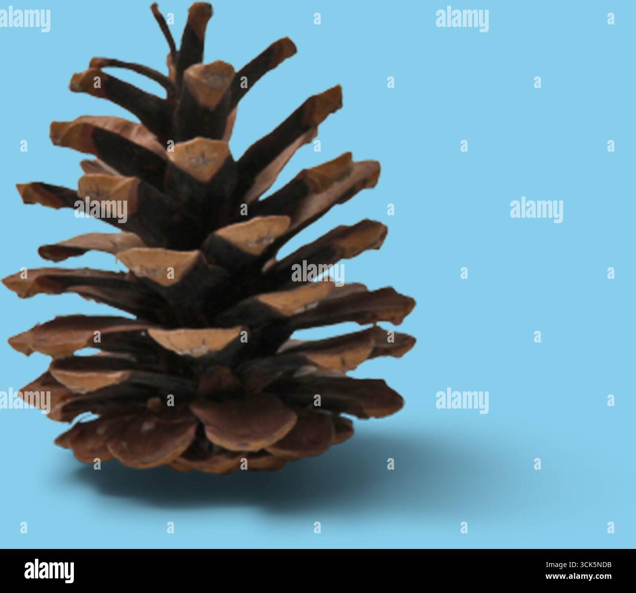 Un cono di pino che mostra le sue scaglie stratificate, spesso presenti nelle foreste e utilizzate per scopi decorativi. Foto Stock