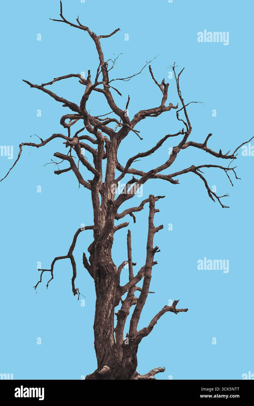 Un albero storto e senza foglie con rami intrecciati, che evoca un senso di desolazione e il passare del tempo. Foto Stock