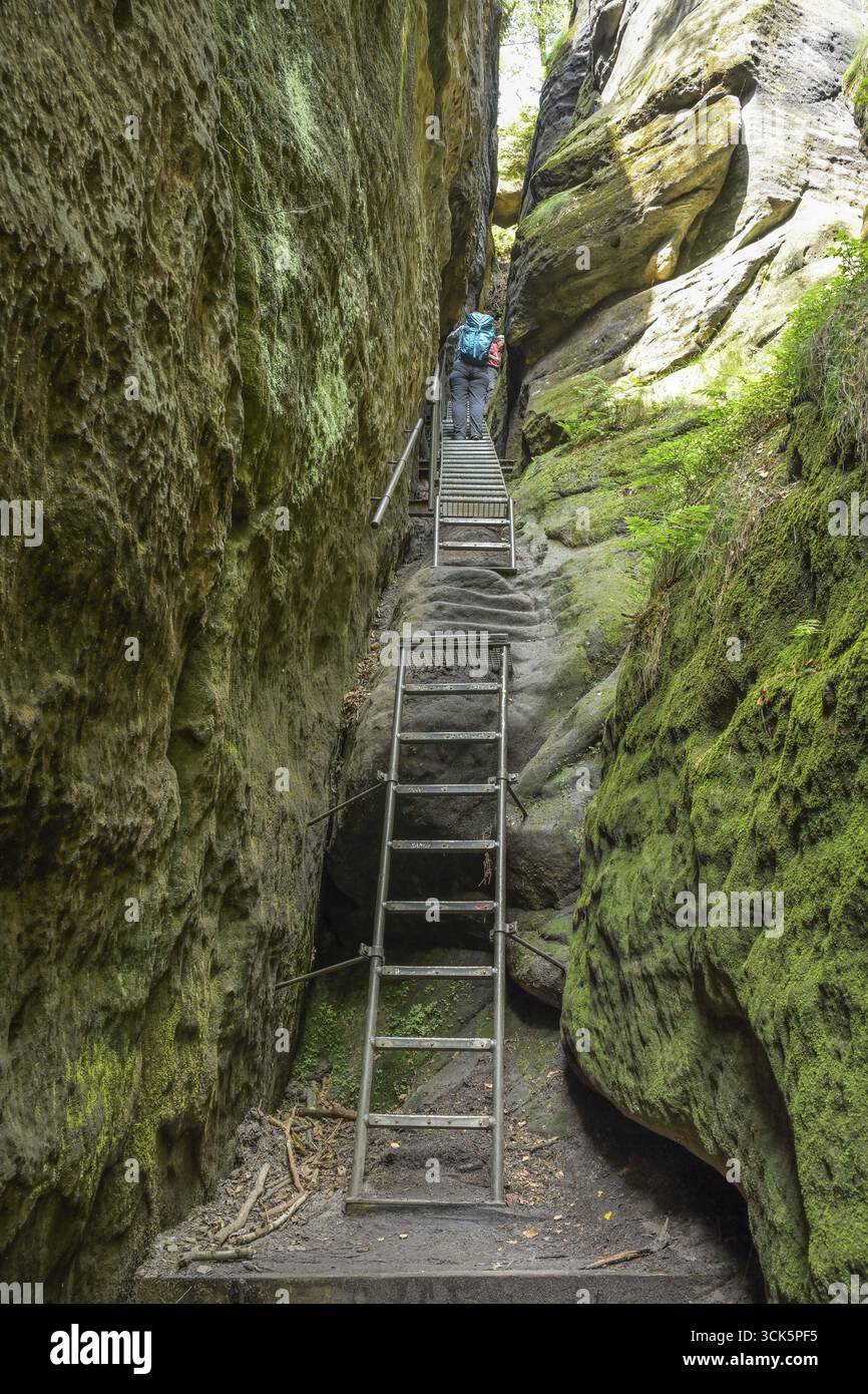 Wildschuetzensteig, sentiero escursionistico, Malerweg, Elba Sandstone Mountains, Svizzera sassone-regione dei Monti Ore Orientali, Sassonia, Germania Foto Stock
