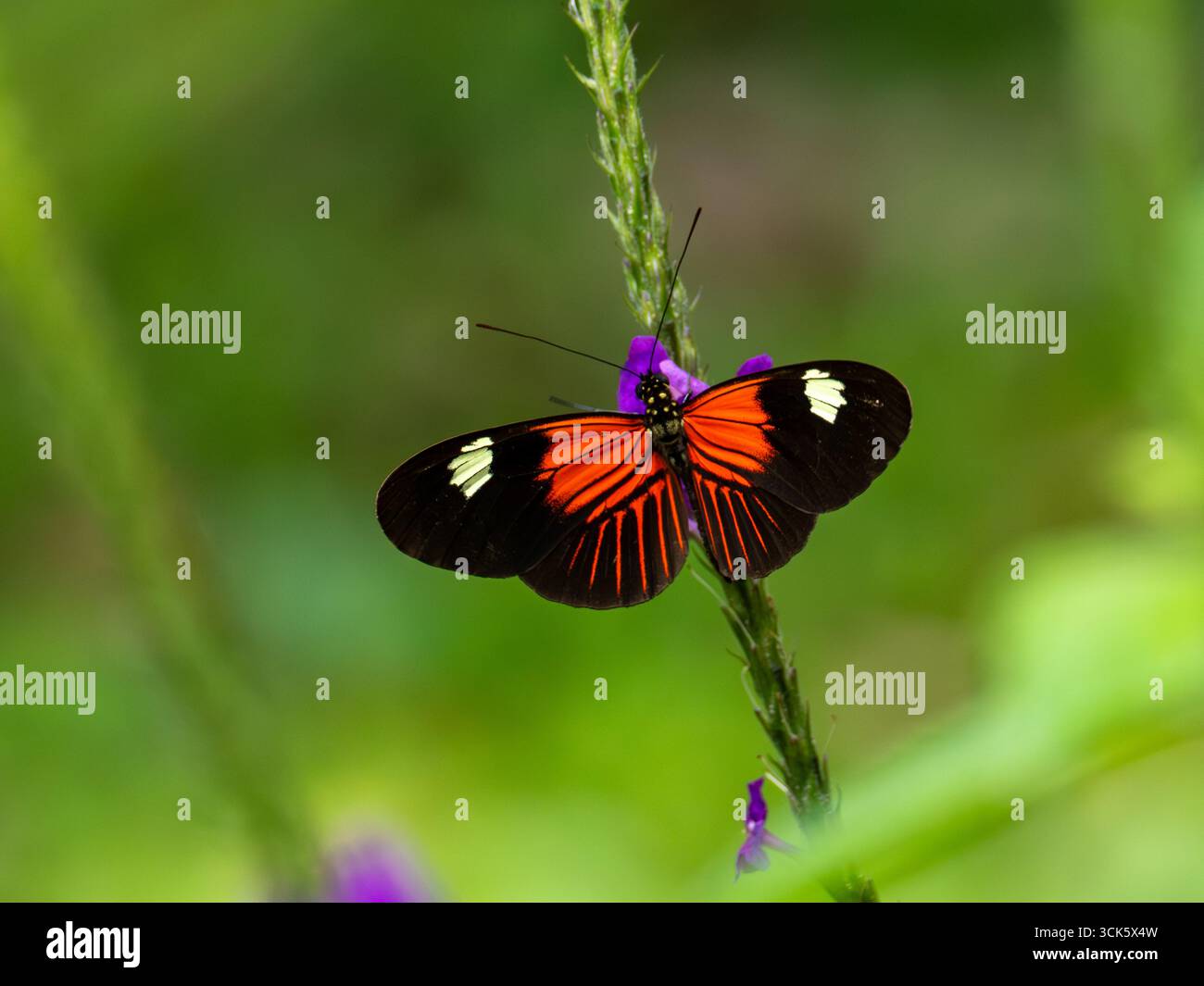 Farfalla da postino, Heliconius melpomene, sul fiore di Verbena a Zamora, Ecuador Foto Stock