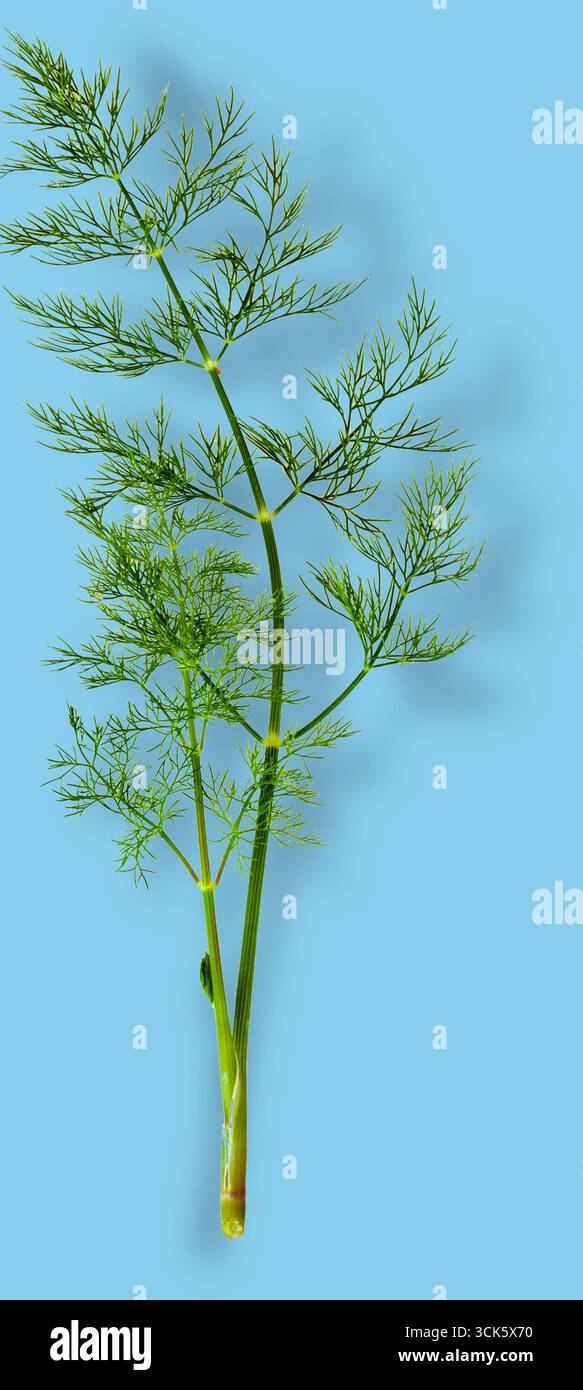 Un rametto verde di erbe fresche con foglie finemente divise, comunemente usato in cucina per aromatizzare i piatti. Foto Stock