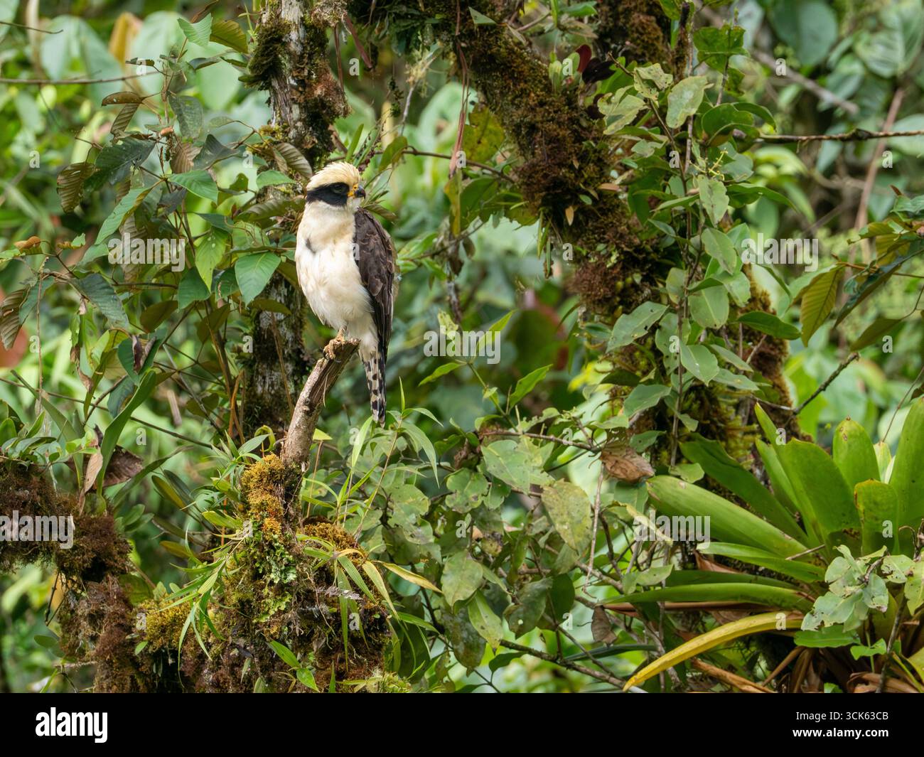 Falco ridendo, Herpetotheres cachinnans, nella foresta nebulizzata delle Ande dell'Ecuador Foto Stock
