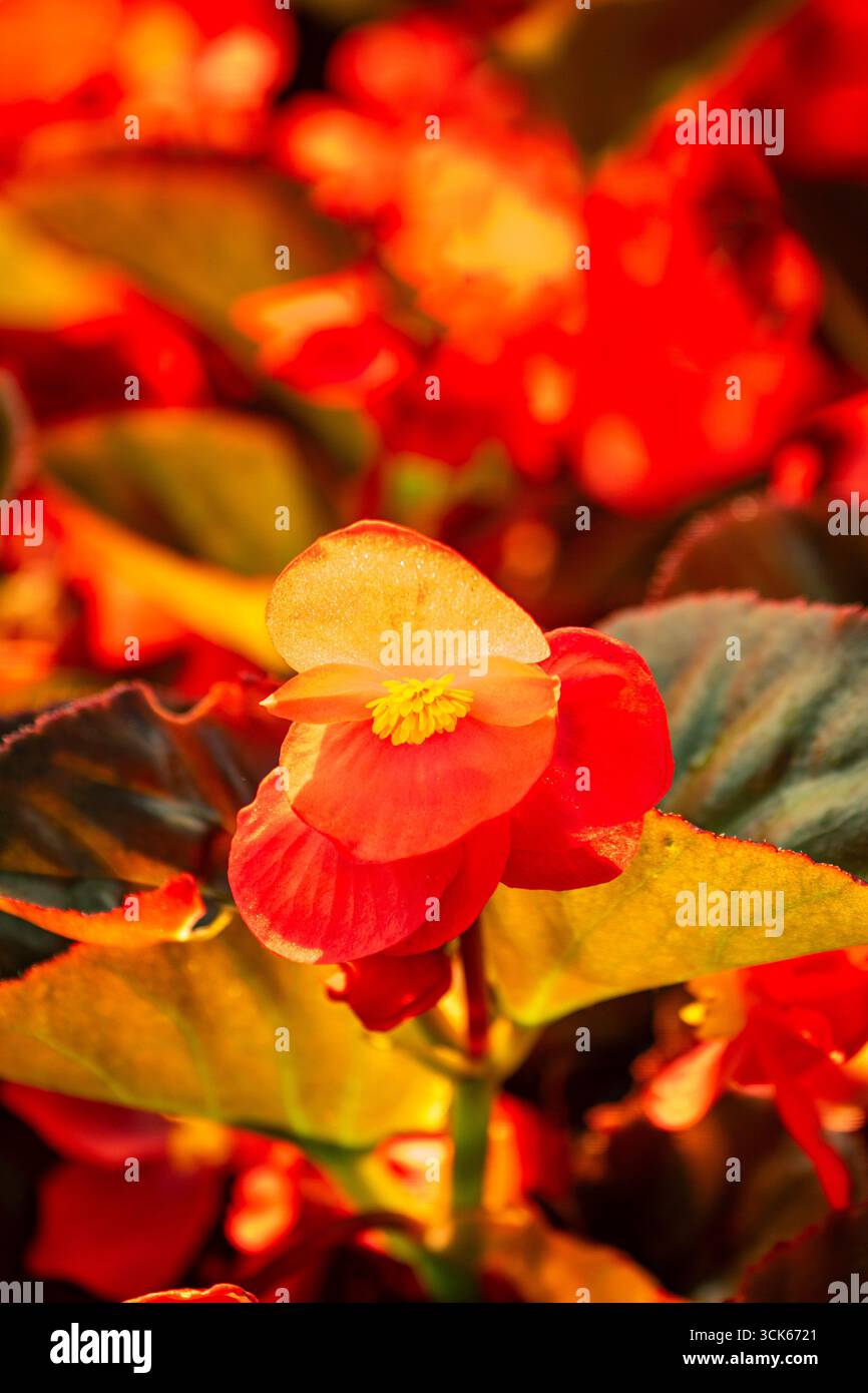 Splendida, prolifica e vivace Begonia rossa "Big Red Bronze Leaf". Primo piano naturale, ritratto di piante fiorite. ammirato, porta bellezza, oggetti di romanticismo Foto Stock