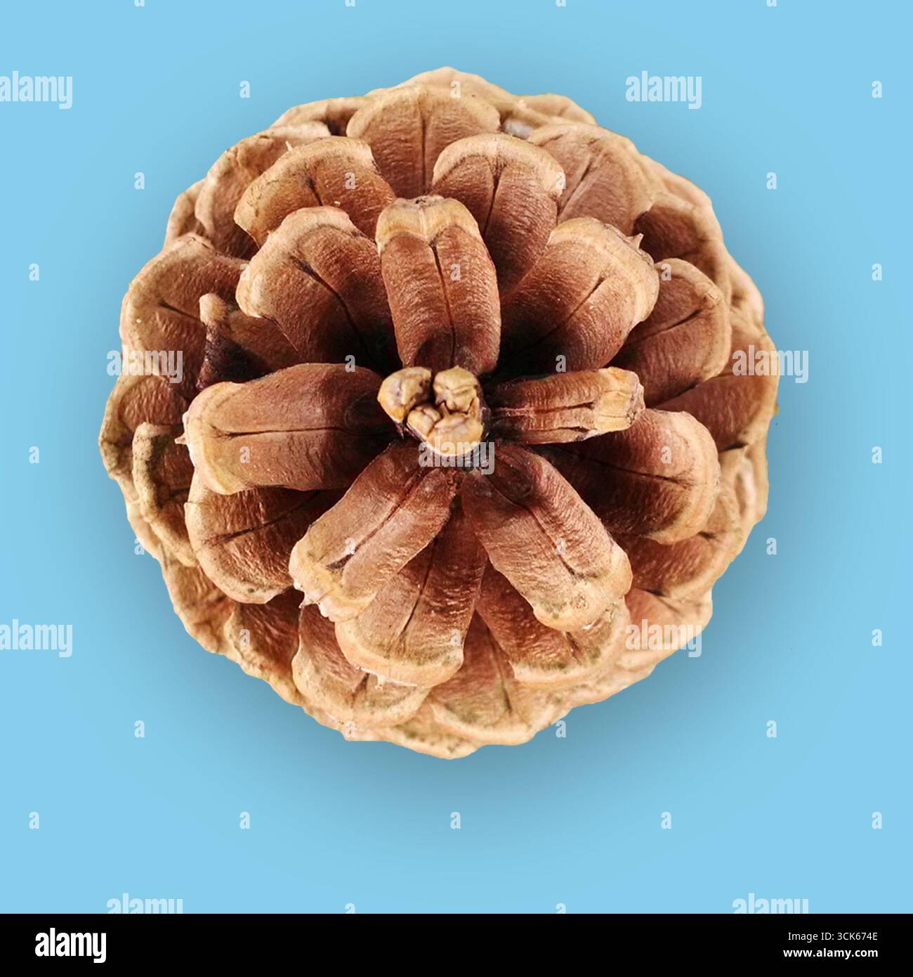 Vista ravvicinata di un cono di pino che mostra le sue scale intricate e la texture naturale. Foto Stock