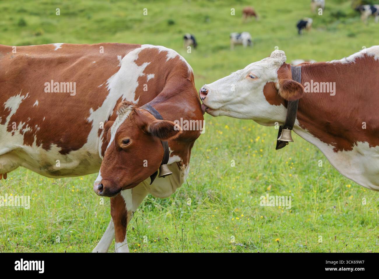 Una mucca Holstein Friesiana sposa un'altra mucca in piedi nel prato. ENG Valley, Austria Foto Stock