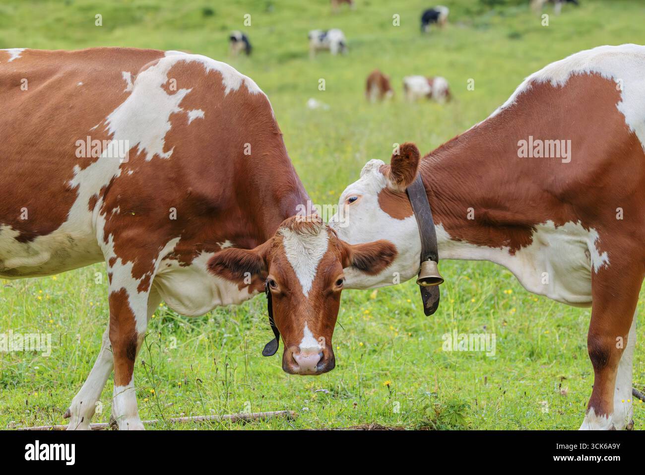 Una mucca Holstein Friesiana sposa un'altra mucca in piedi nel prato. ENG Valley, Austria Foto Stock