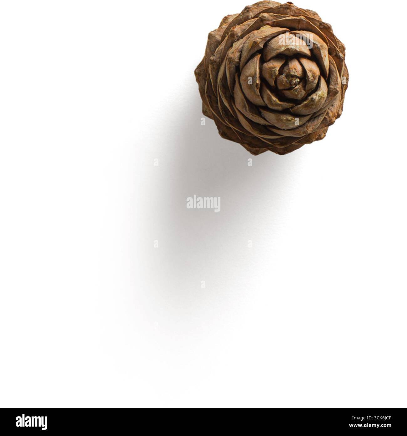 Una vista ravvicinata di un cono di pino, che mostra la sua struttura intricata e stratificata e le texture naturali. Foto Stock