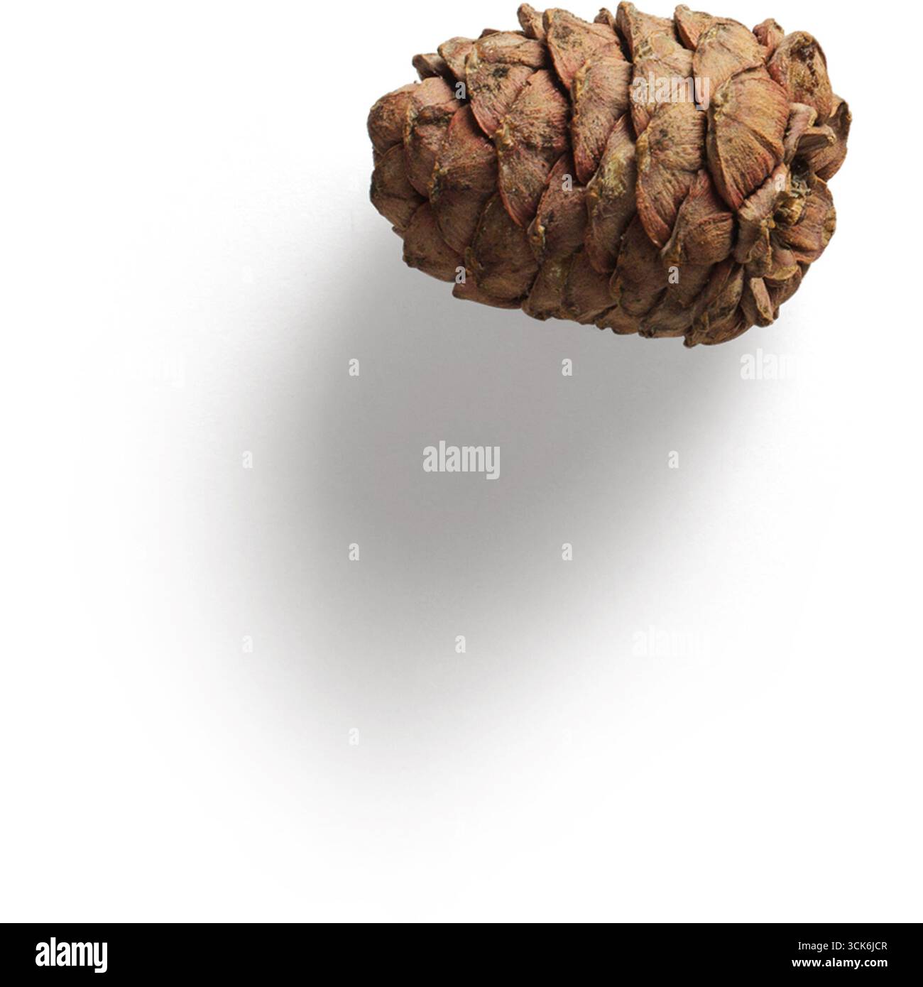 Un singolo cono di pino appoggiato su una superficie scura, che mostra le sue scale testurizzate e la forma organica. Foto Stock