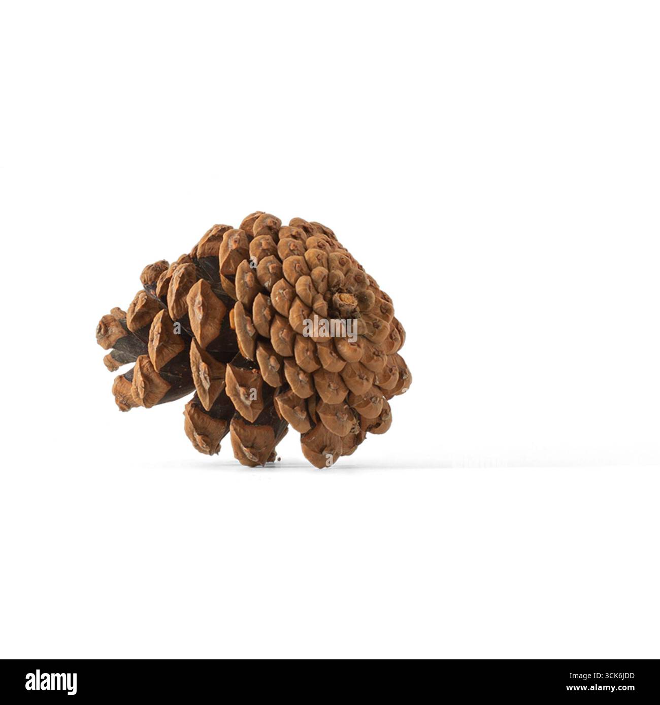 Un primo piano di un cono di pino, che mostra la sua struttura e la sua consistenza naturale, spesso utilizzata nell'artigianato e come decorazione. Foto Stock