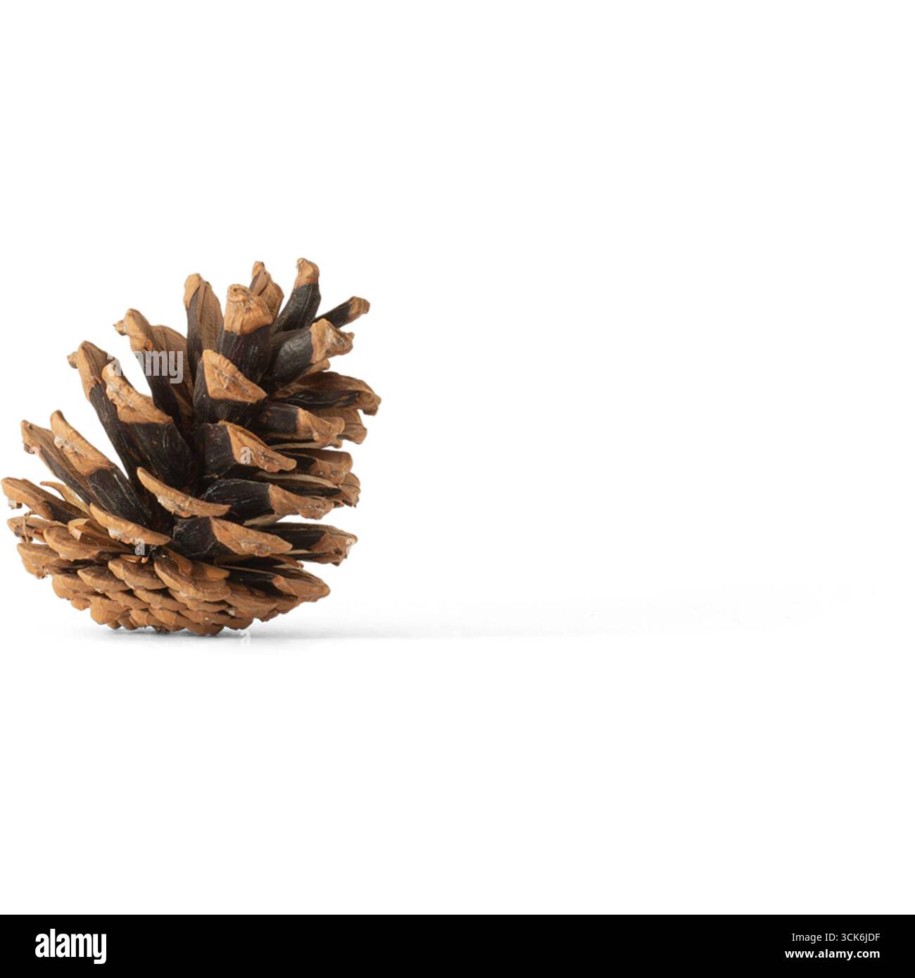 Un cono di pino dalla texture naturale e dai toni terrosi, che mette in mostra la bellezza della natura. Foto Stock