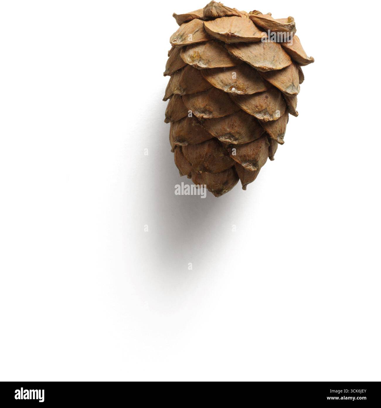 Un cono di pino naturale con una superficie ruvida che mostra la sua forma unica e le tonalità della terra. Foto Stock