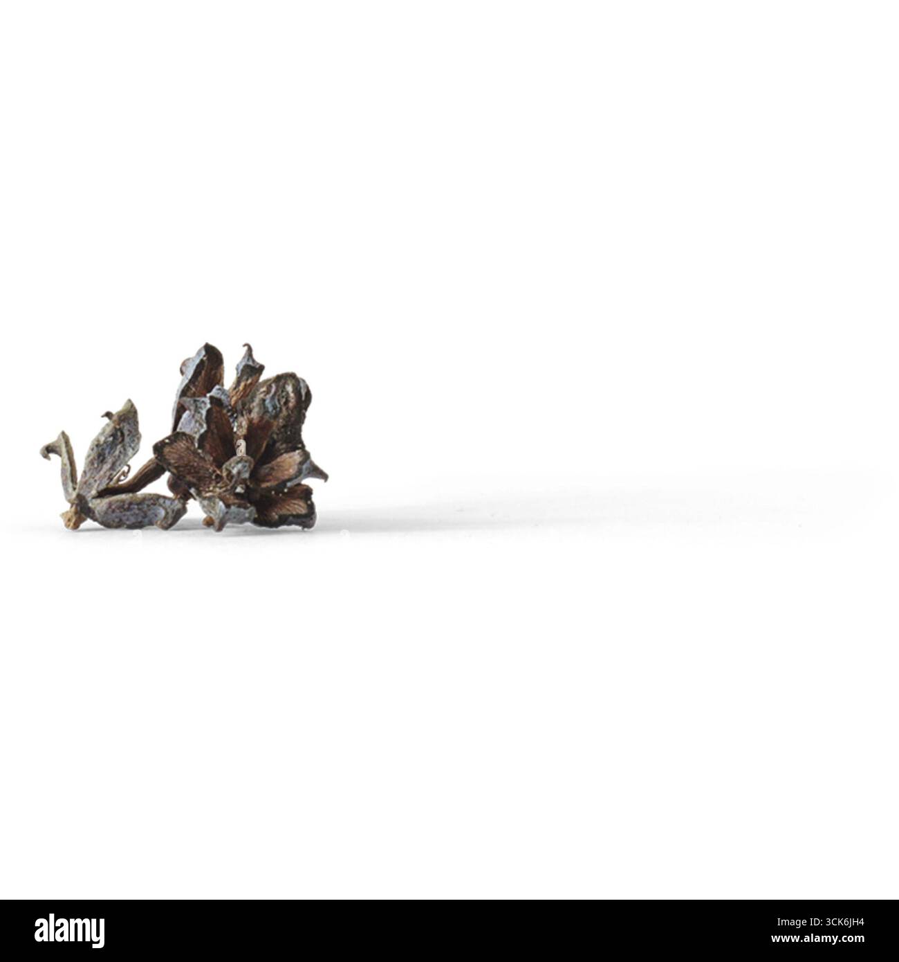 Un gruppo di coni di pino appoggiati su una superficie, che mostrano la loro naturale consistenza e colore. Foto Stock