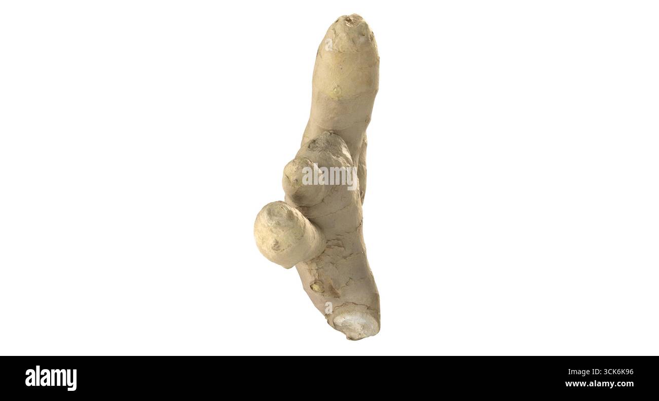 Un pezzo di radice di zenzero che mostra la sua forma e consistenza uniche. Foto Stock