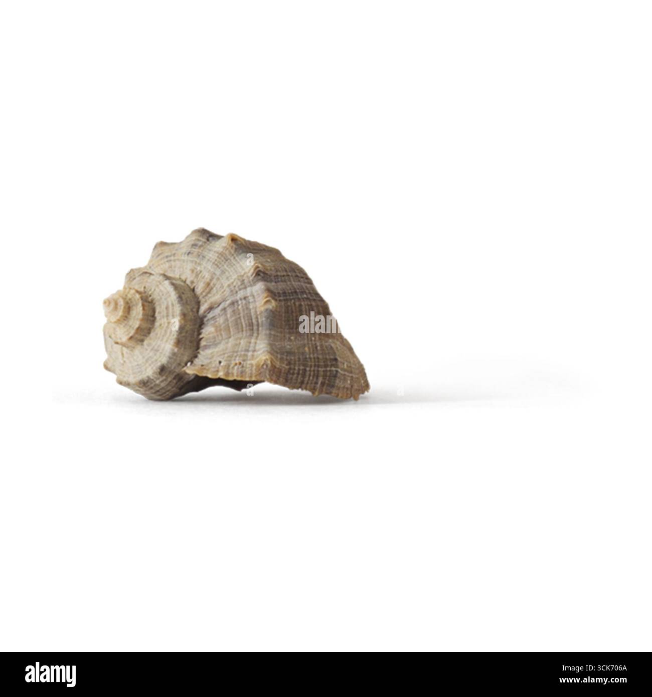 Vista ravvicinata di una conchiglia a spirale che mostra la sua trama intricata e la bellezza naturale. Foto Stock