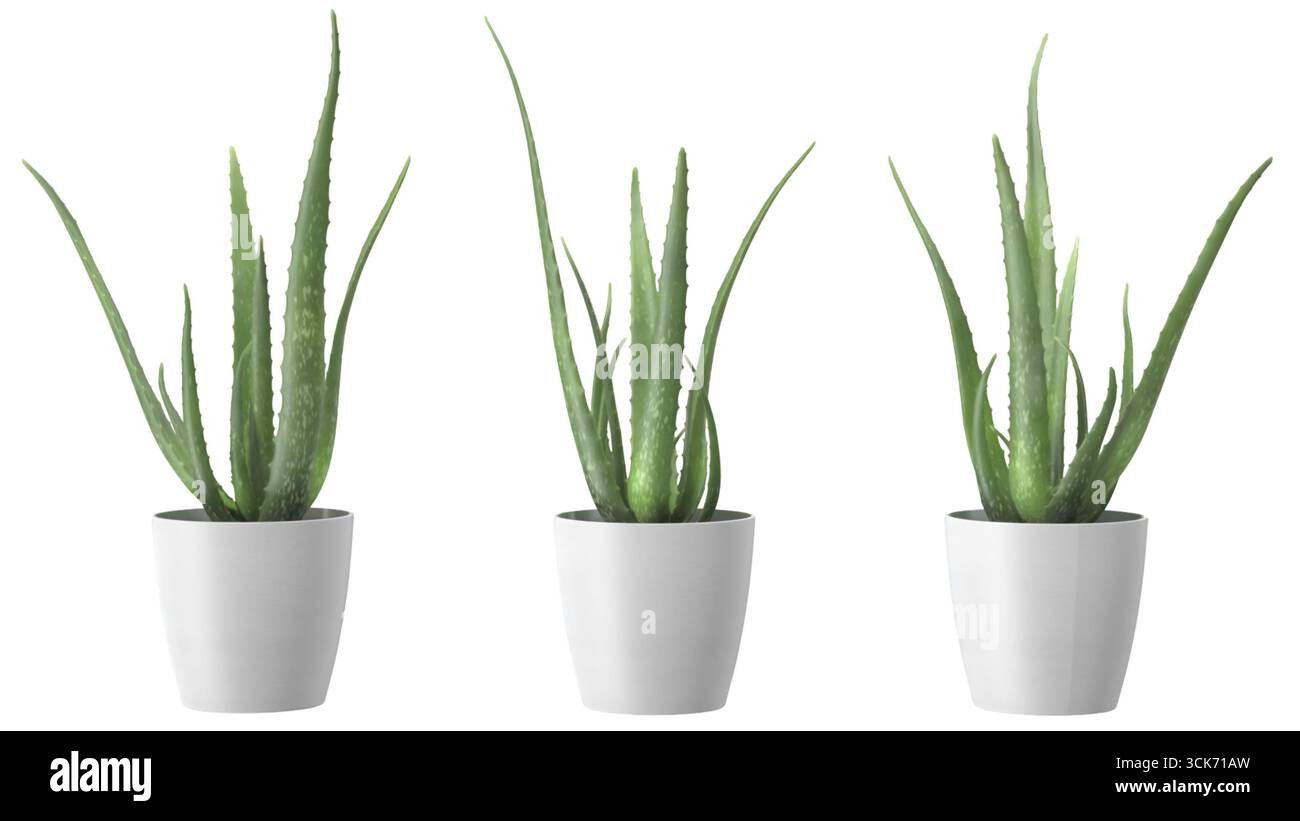 Tre piante in vaso di aloe vera con alte foglie verdi in semplici vasi bianchi, che mostrano un'estetica pulita e moderna. Foto Stock