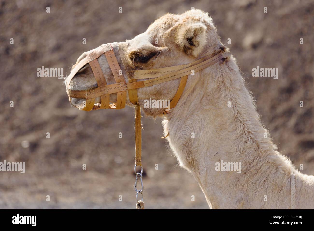 Primo piano ritratto laterale di un dromedario confuso (Camelus dromedarius), che mostra la testa e il collo di profilo a Echadero de los Camellos, Timanfa Foto Stock
