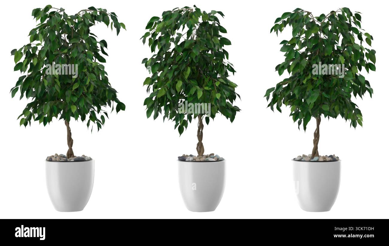 Un trio di piante in vaso che sfoggiano un lussureggiante vegetazione, ideale per la decorazione interna e per migliorare l'atmosfera. Foto Stock