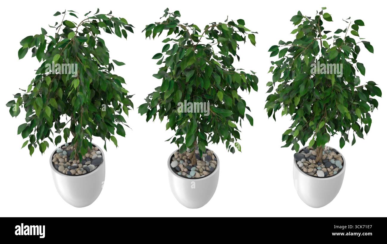 Tre piante in vaso con foglie verdi lussureggianti e ciottoli in pentole bianche, adatte per la decorazione interna. Foto Stock