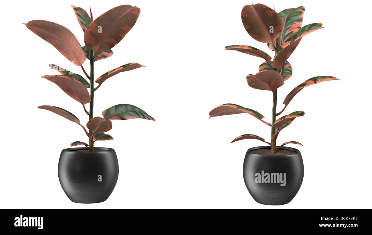 Due piante in vaso con ampie foglie, che presentano una tavolozza di colori vibranti e un'estetica moderna. Foto Stock