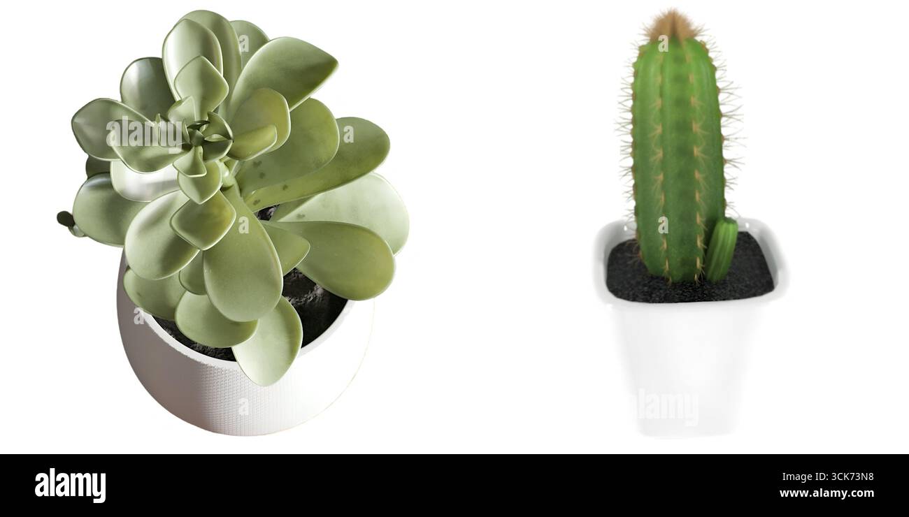 Due piante in vaso, una succulenta e un cactus, esposte in moderni vasi bianchi. Foto Stock