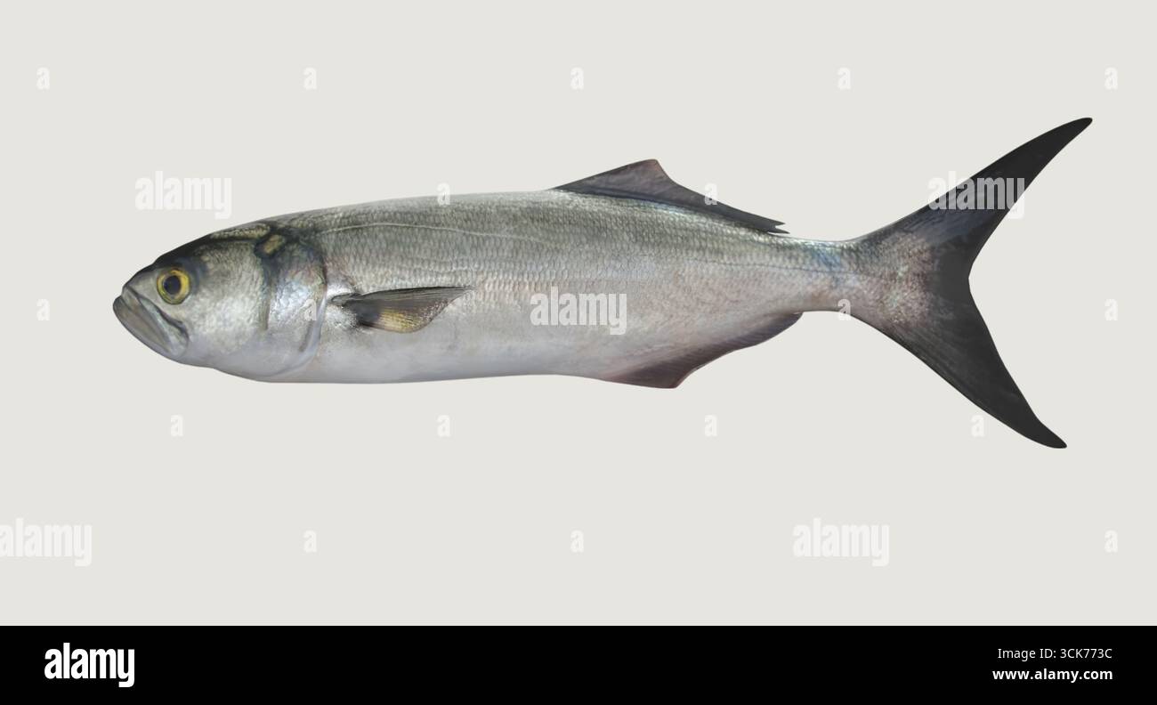 Una rappresentazione realistica di un pesce, che mostra il suo corpo snello e le caratteristiche distintive. Foto Stock