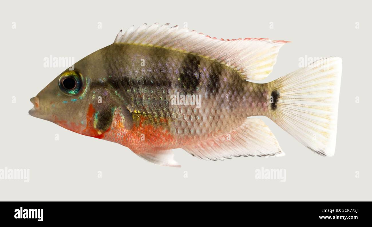 Un vivace pesce d'acqua dolce che mostra le sue scaglie colorate e le caratteristiche distintive. Foto Stock