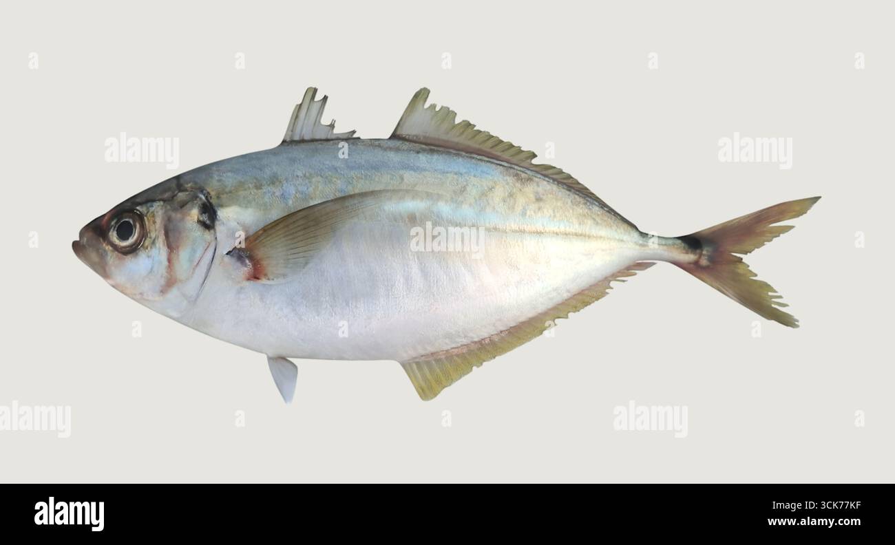 Una vista laterale di un pesce che mostra il suo corpo e le pinne aerodinamiche, evidenziando le sue caratteristiche acquatiche. Foto Stock