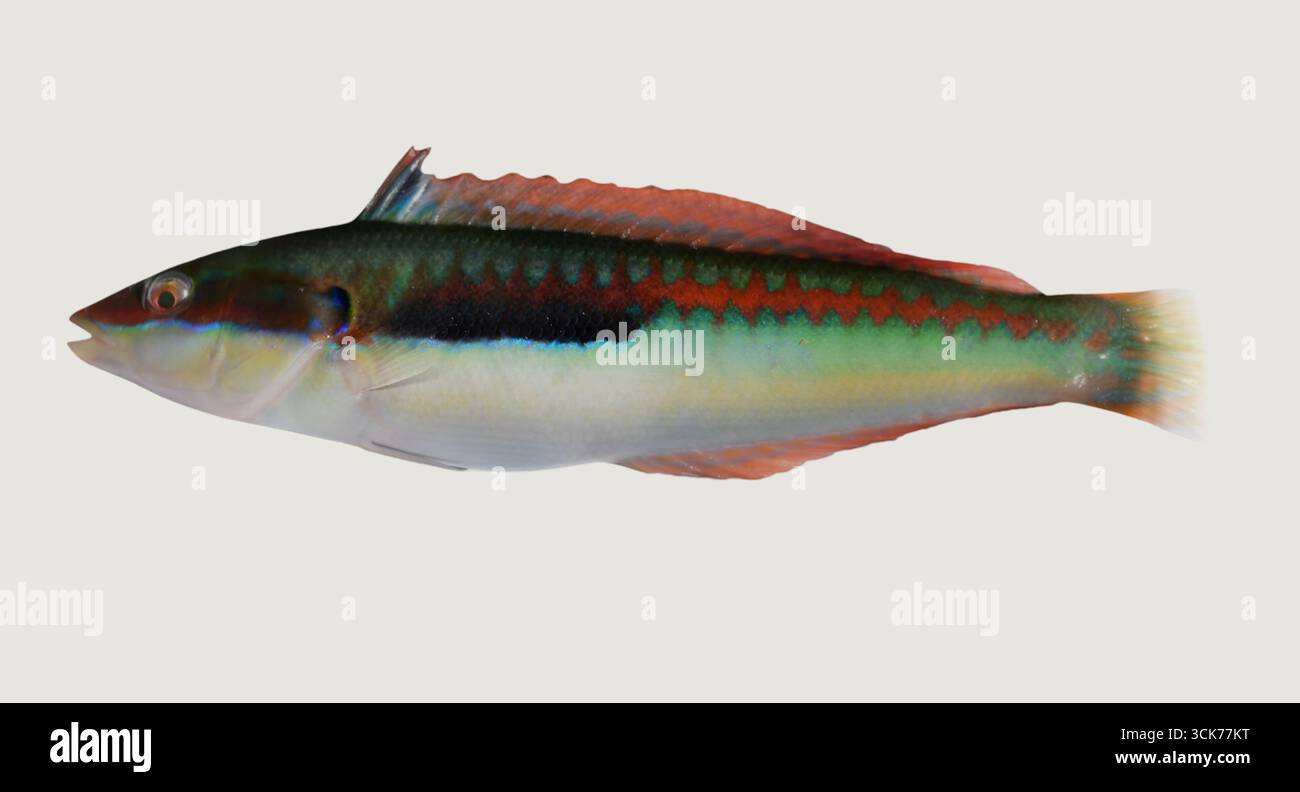 Una rappresentazione realistica di un pesce, che mostra il suo corpo snello e le caratteristiche distintive. Foto Stock