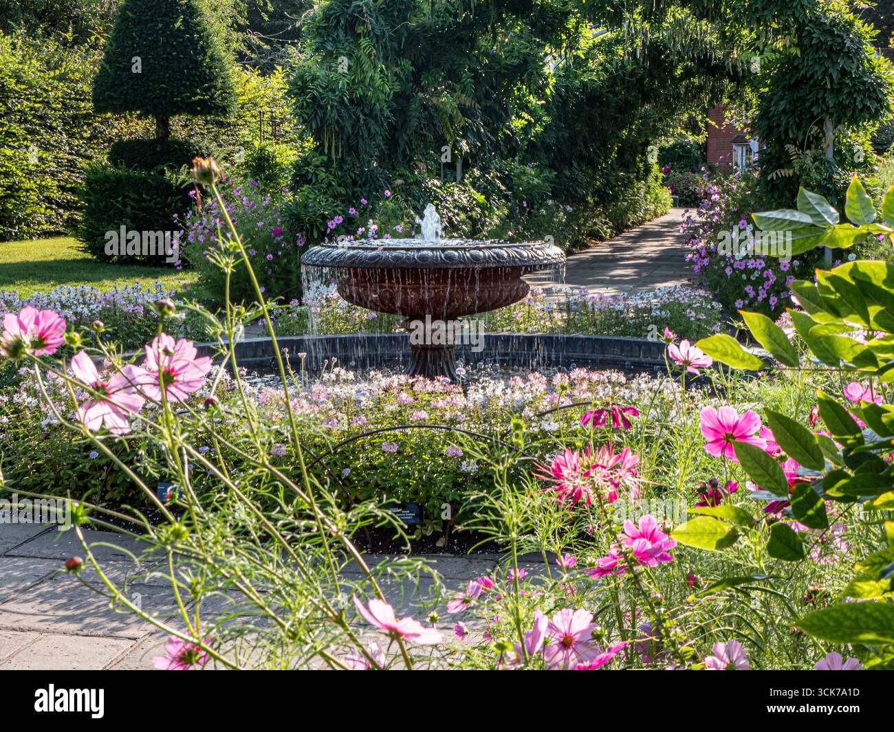 Wisley Gardens con fontana vista durante l'estate Cosmos bipinnatus e topiary alle spalle, passerella attraverso il tunnel verdeggiante di glicine RHS Wisley Surrey Regno Unito Foto Stock