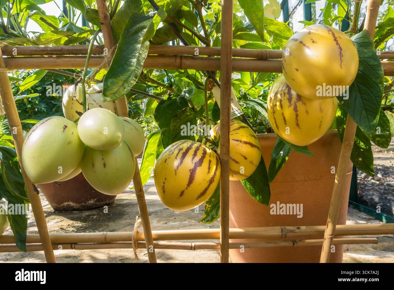 Espalier Pepino dulce melons "Solanum muricatum" specie di frutti commestibili dolci sempreverdi in serra, provenienti dal Sud America. Foto Stock