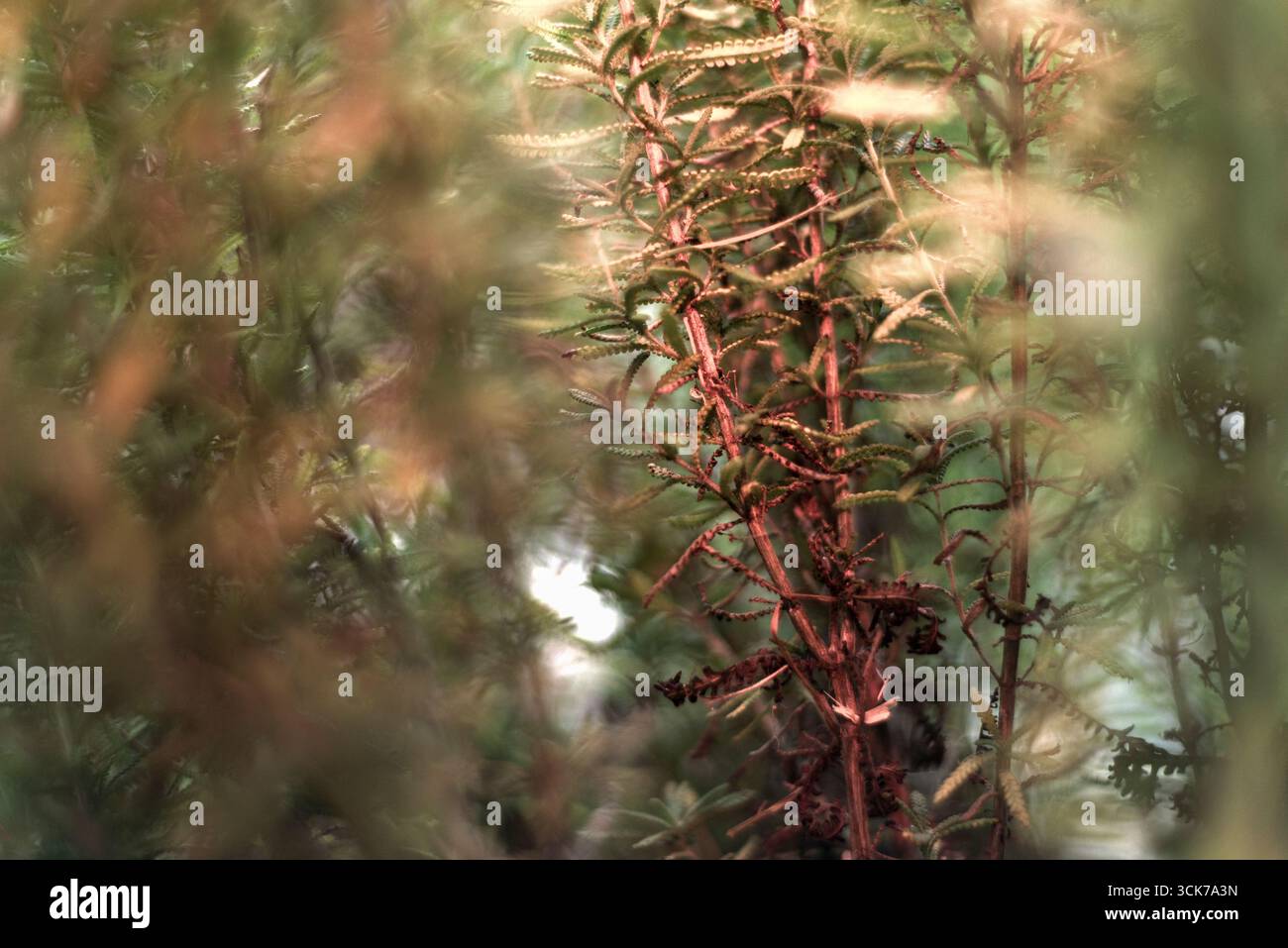 Ramoscelli rosmarini a fuoco, illuminati con luce rossa e molto sfocati. Concentrati su un gruppo, una specie protetta. Profumo di rosmarino. Foto Stock