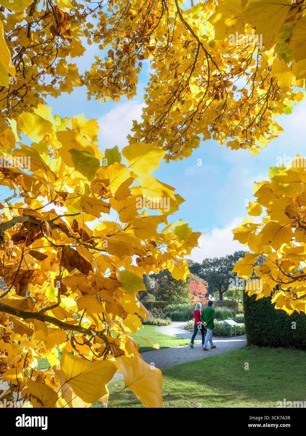 Wisley Gardens Surrey Regno Unito i colori degli alberi autunnali incorniciano la coppia passeggiando in un sano esercizio fisico camminando in un parco con giardino autunnale aperto e soleggiato Foto Stock