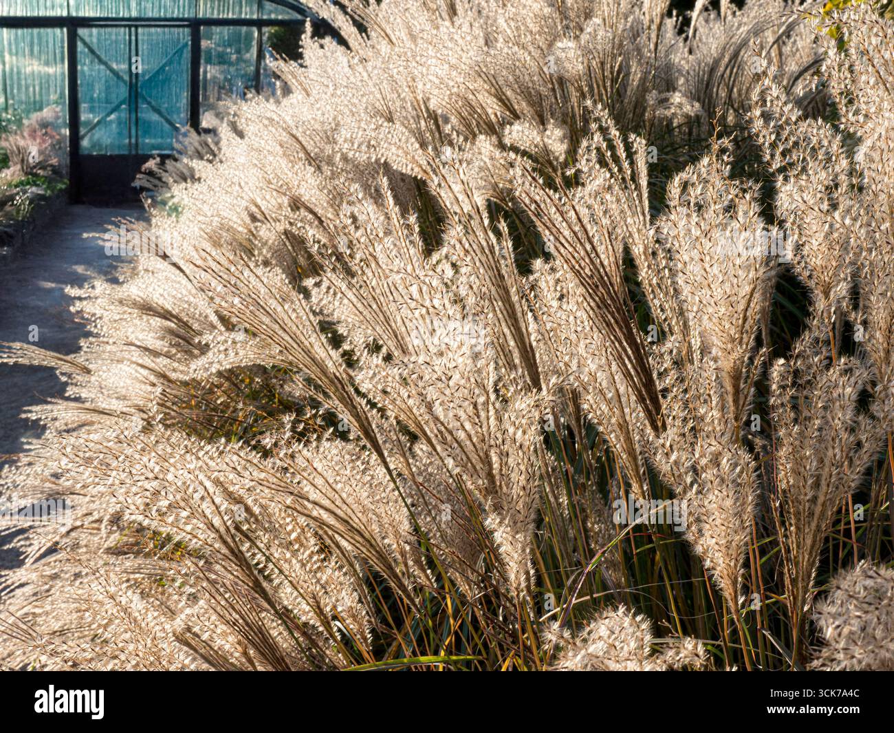 Erba ornamentale miscanthus sinensis 'luce autunnale' Fanciulla d'erba Sole Sole Sole Autunno Giardino retroilluminato in un ambiente di orticoltura Foto Stock