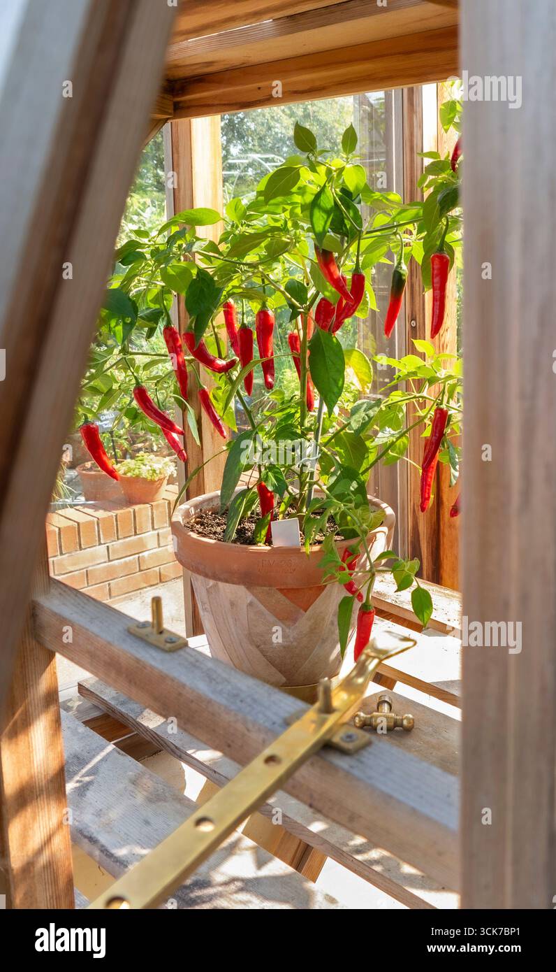 Chilli Cayenne in pentola di terracotta vista dalla finestra aperta di una tradizionale serra di legno. Peperoncino commestibile ibrido leggermente piccante dal sapore eccellente, Foto Stock