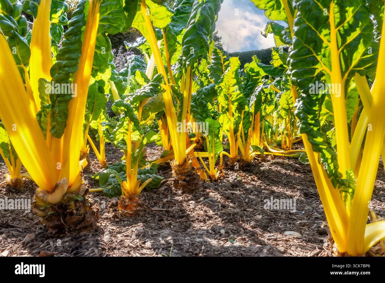 Swiss Chard Yellow Chard 'BRIGHT LIGHTS' Beta vulgaris punto panoramico basso a livello del suolo (gruppo di barbabietole a foglia) 'Bright Lights'. Chard svizzero. Annuale. Amaranthaceae. Il sole estivo lascia steli Foto Stock