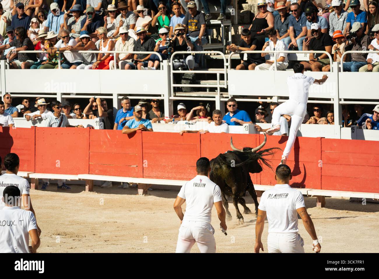 Bull insegue diversi rasoi in aria e nelle tribune delle corse di toro la Cocarde d'Or, Arles, Provenza, Francia, Europa Foto Stock