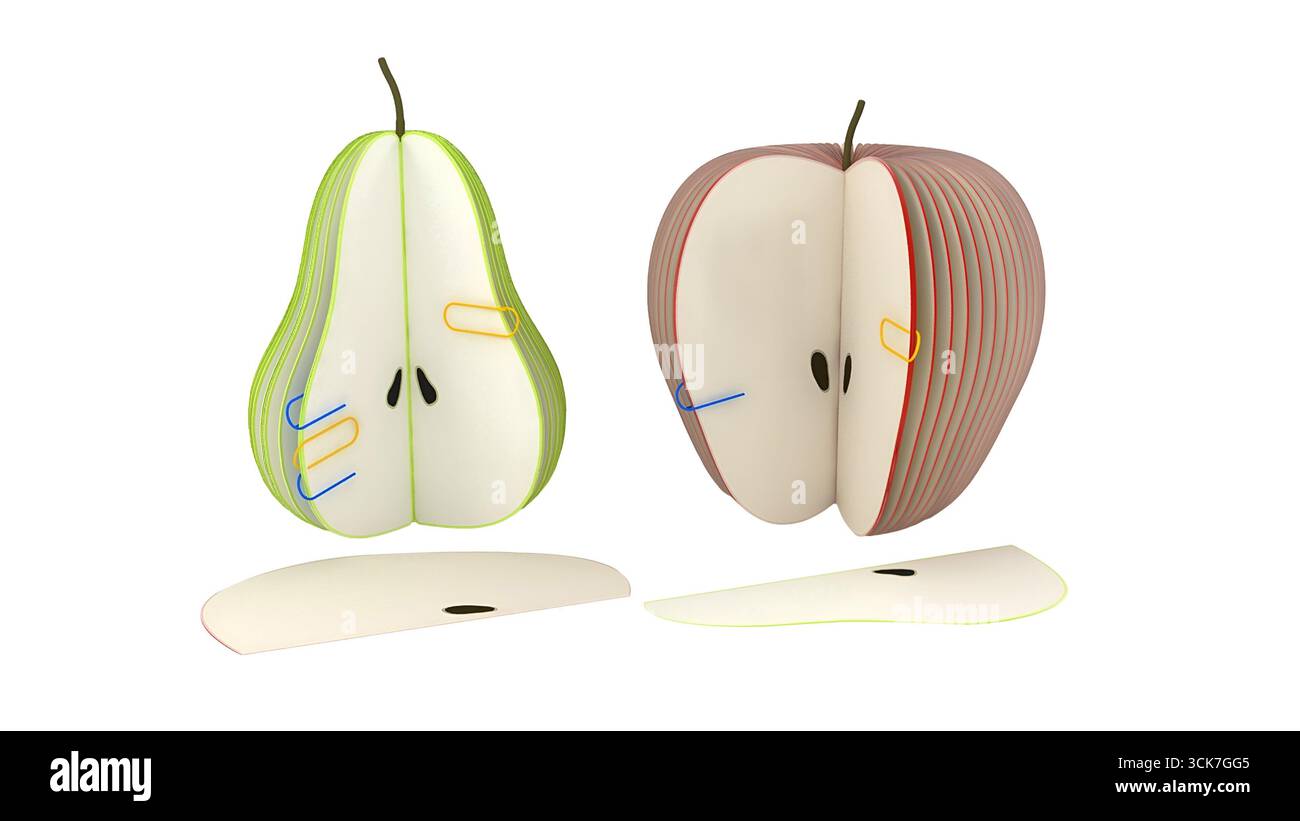 Un'illustrazione stilizzata di una pera e una mela, che mostra le loro sezioni trasversali con strati colorati. Foto Stock