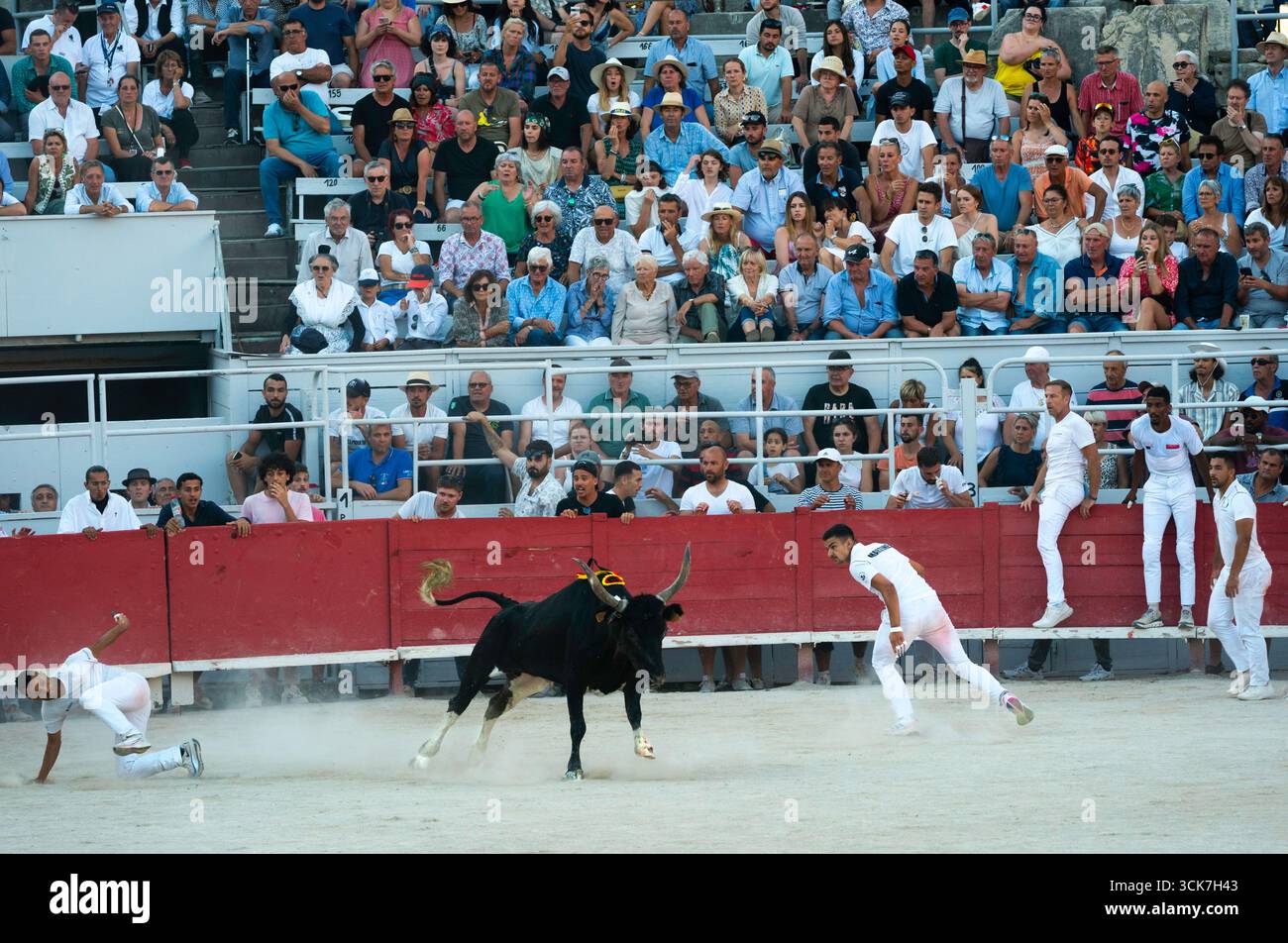 I Razeteurs tentano di afferrare nastri da un toro nelle corse di toro la Cocarde d'Or, Arles, Provenza, Francia, Europa Foto Stock