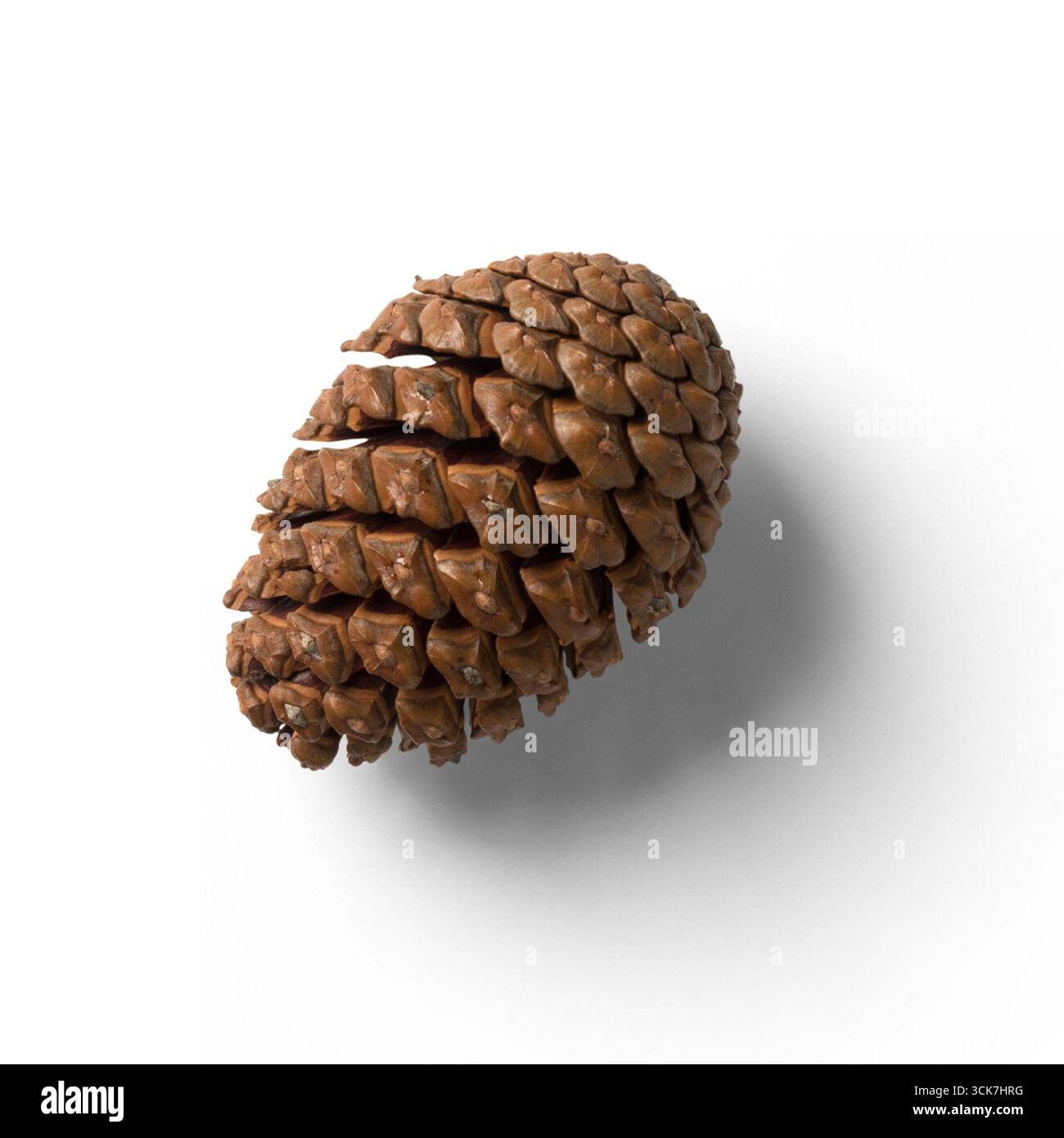 Una vista dettagliata di un cono di pino poggiato su uno sfondo bianco, che mostra la sua naturale consistenza e forma. Foto Stock