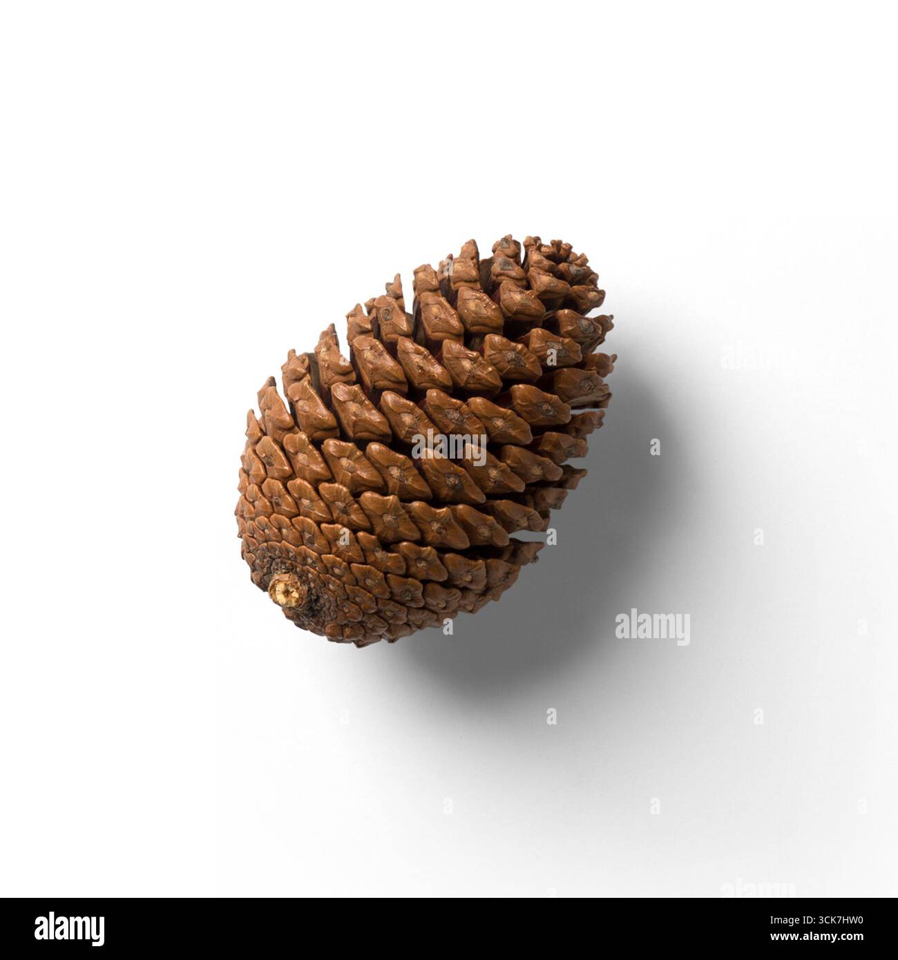 Una vista dettagliata di un cono di pino che mostra la sua naturale consistenza e forma. Foto Stock