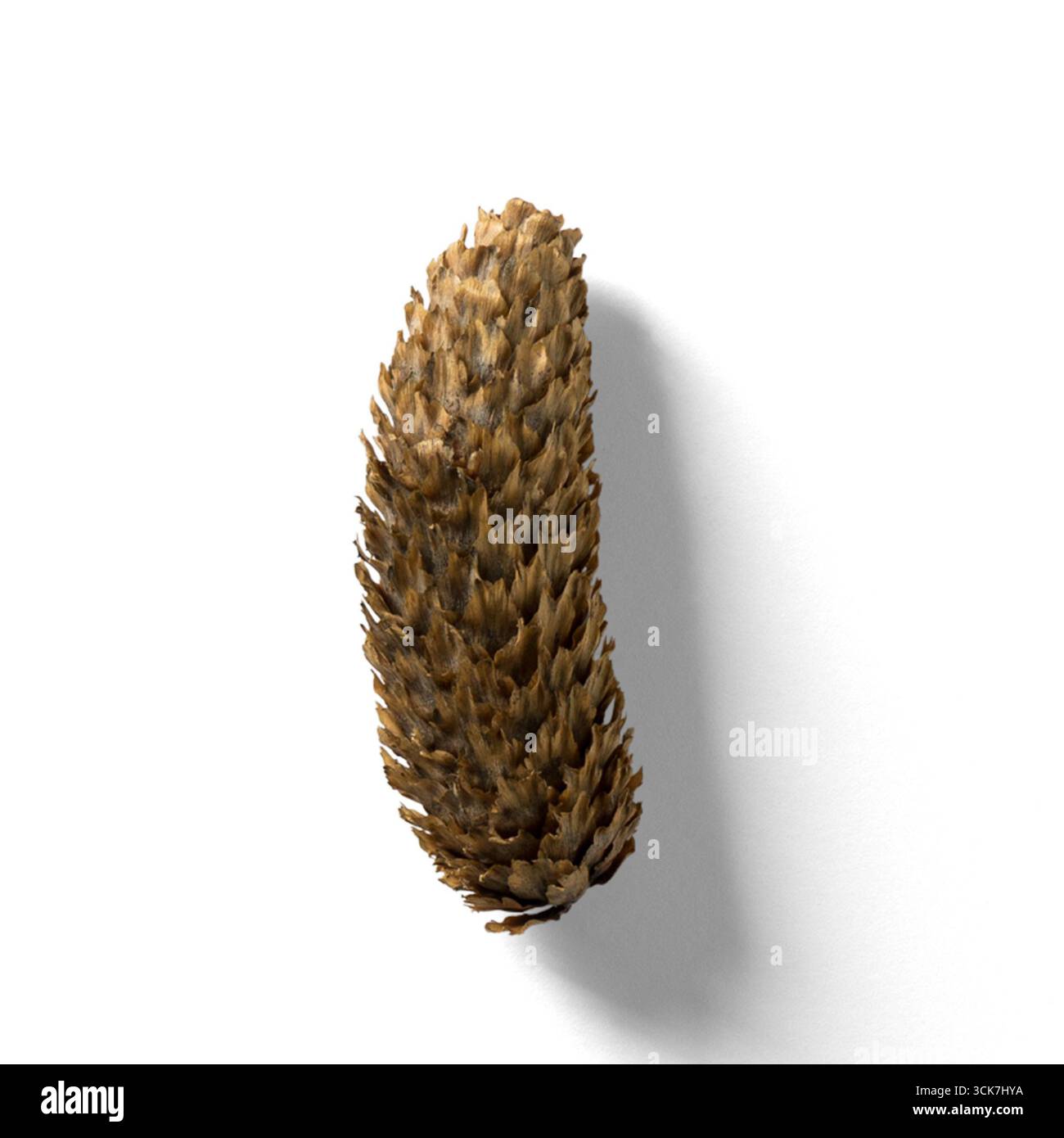 Una vista ravvicinata di un cono di pino che mostra la sua struttura e la sua struttura naturale. Foto Stock