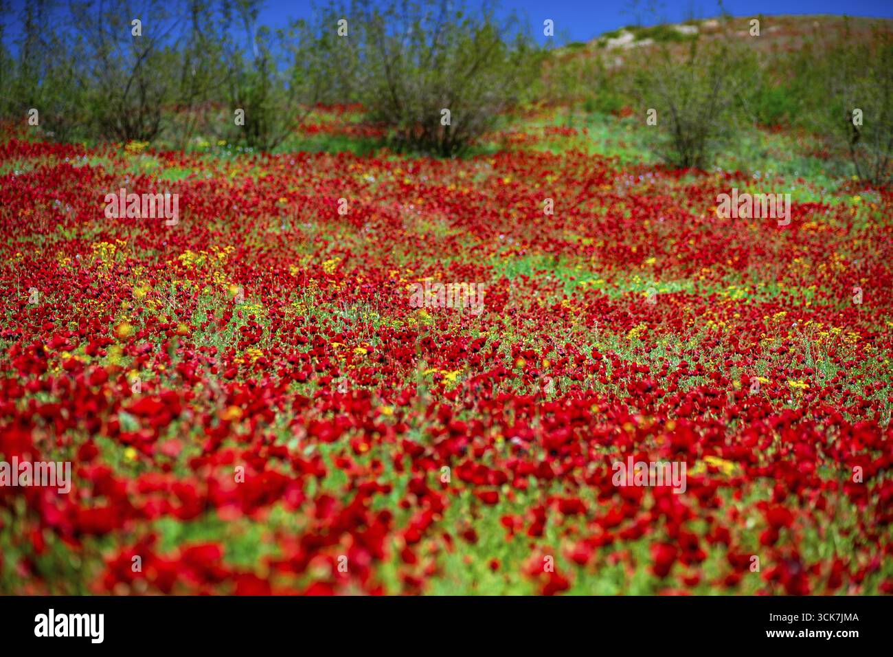 Estate prato selvaggio in una montagna con papavero rosso brillante fiori Foto Stock