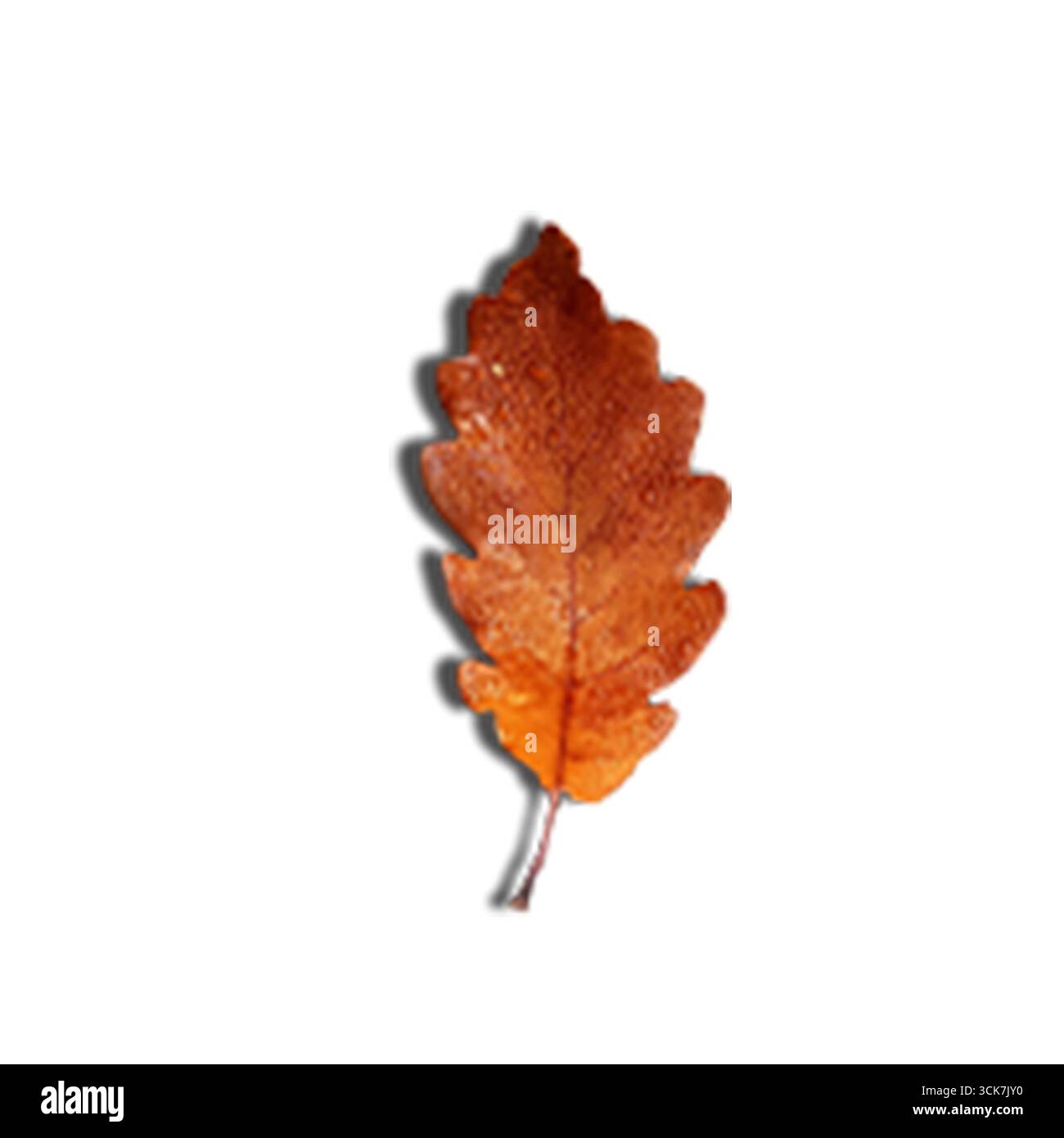 Una singola foglia di quercia marrone che mostra colori e texture autunnali. Foto Stock