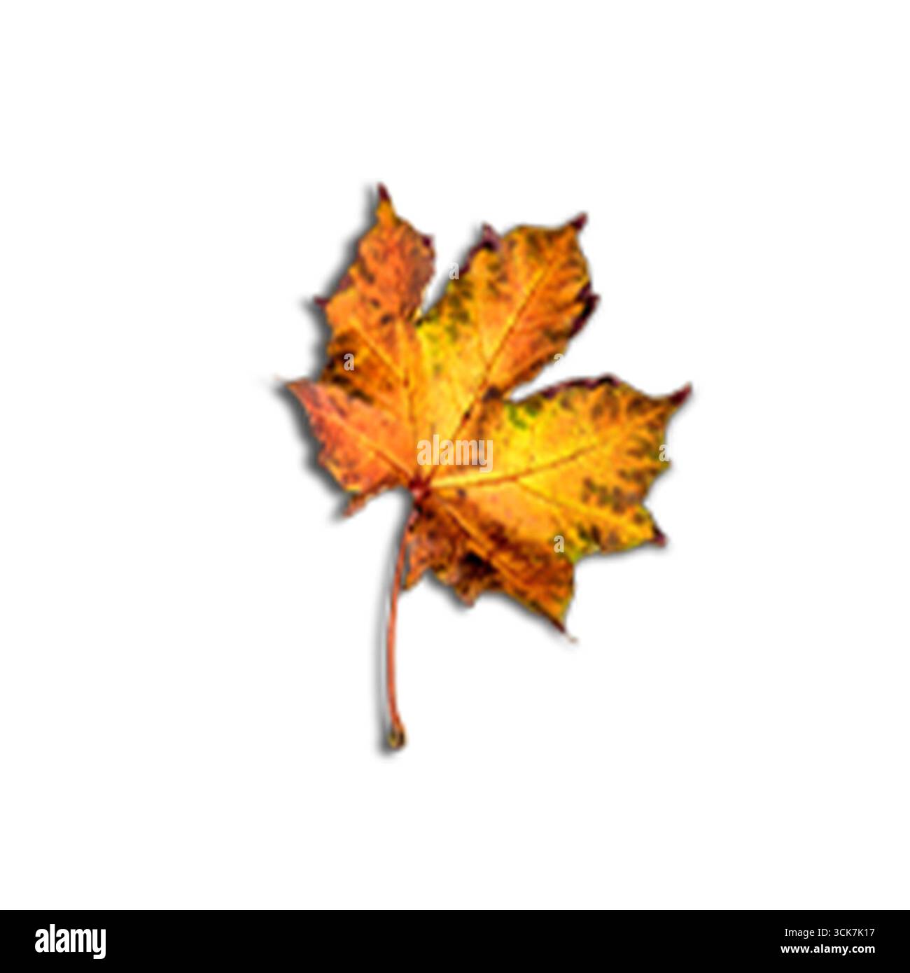 Una vibrante foglia d'acero di colore autunnale che mostra la bellezza dei cambiamenti stagionali della natura. Foto Stock