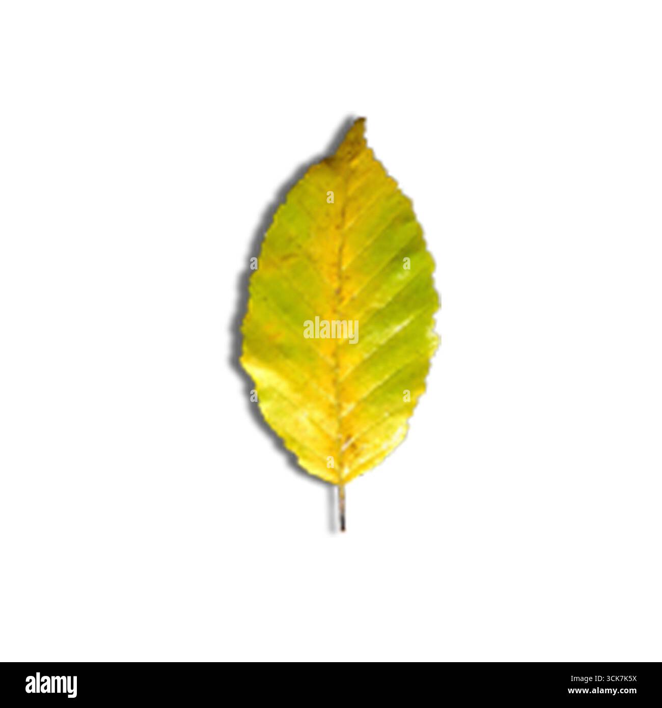 Una foglia gialla vibrante che mostra i colori autunnali e la bellezza naturale. Foto Stock