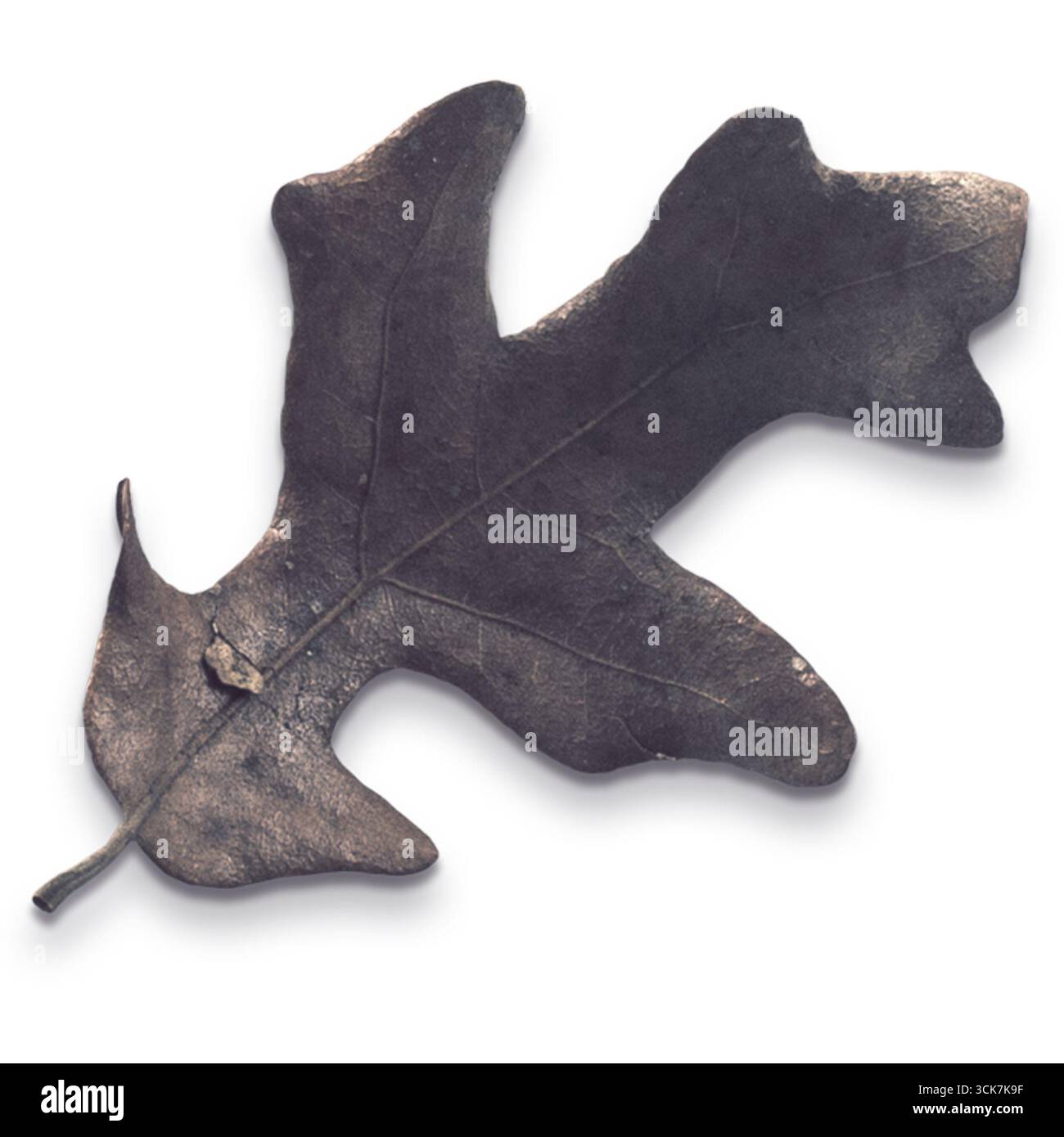 Una dettagliata foglia di quercia di colore scuro che mostra la sua forma e consistenza uniche. Foto Stock