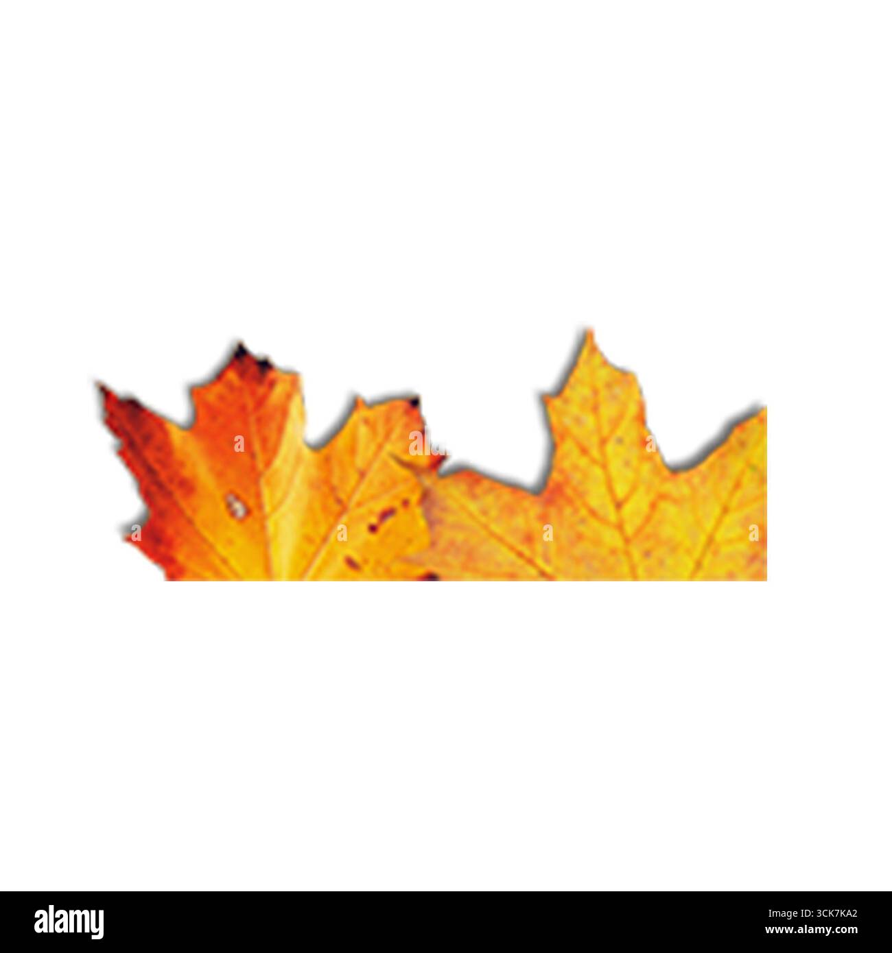 Un primo piano di vivaci foglie autunnali che sfoggiano le loro ricche sfumature arancioni. Foto Stock