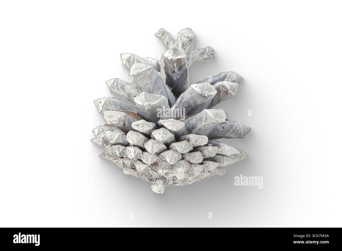 Un'illustrazione dettagliata di un cono di pino, che mostra la sua struttura e consistenza naturale. Foto Stock