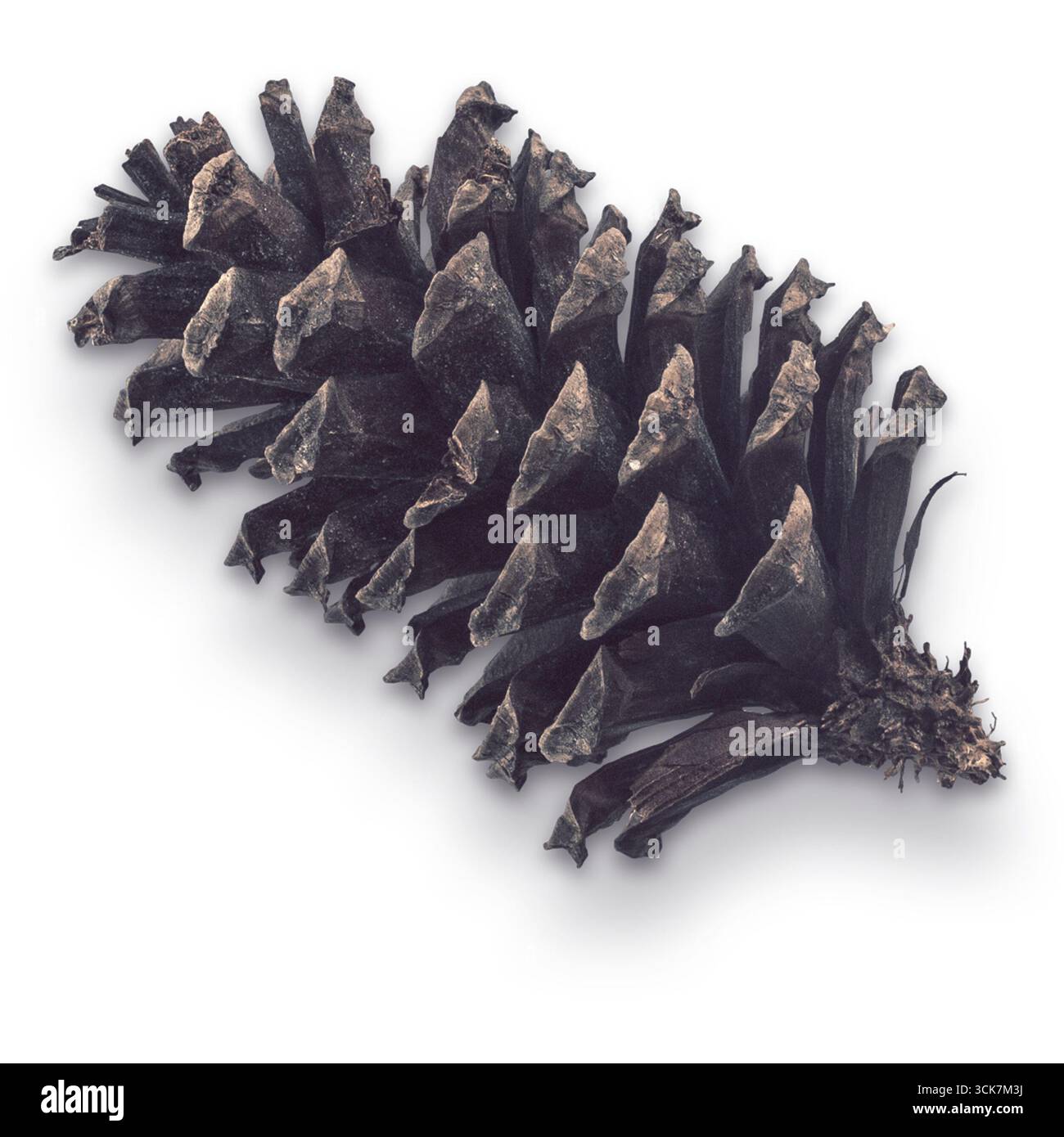 Una vista dettagliata di un cono di pino, che mostra la sua struttura e consistenza uniche. Foto Stock